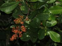 Searsia lucida (Brian KD)