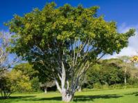 Ficus polita