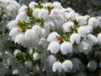 Erica peziza (Andrewm iSpot)