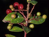 Vaccinium exul fruiting branch (M.Lötter)