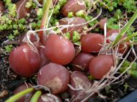 Ruby bulb scales of Sagittanthera mzimvubuensis in cultivation.