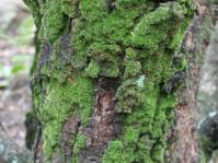 Fabronia pilifera growing on the bark of a tree in the Pretoria National Botanical Garden.