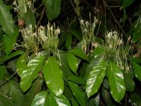 Oxyanthus pyriformis flowers and foliage (Geoff Nichols)