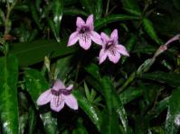 Salpinctium natalense (Geoff Nichols)