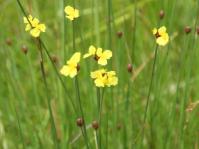 Xyris capensis (Graham Grieve)