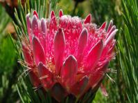 Protea aristata, flowerhead.