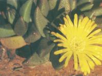Rabiea albinota, in flower.