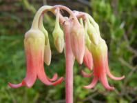 The inflorescence of Cotyledon petiolaris in cultivation.