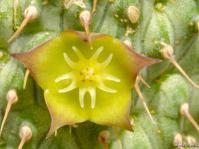 Hoodia flava flower (Martin Heigan).