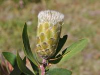 Protea mundii, flowerhead