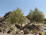 Euclea pseudebenus in habitat.