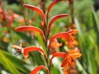 Watsonia pillansii