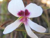 Pelargonium setulosum flower, with peculiar, basal nectar spots on the two upper petals (Jeff Shapiro, iSpot)