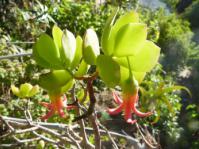 Cotyledon gloeophylla
