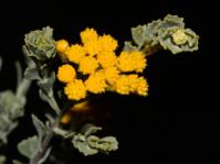 Pentzia dentata