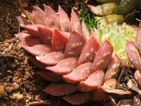 Astroloba cremnophila