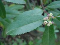 Noltea africana, flowers and foliage (Geoff Nichols).