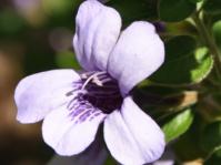 Dyschoriste thunbergiflora 