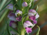 Brachycorythis conica subsp. transvaalensis