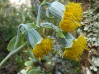 Kleinia chimanimaniensis flowerheads