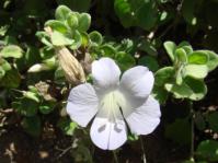 Barleria matopensis