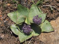 Ledebouria ovatifolia, Weza Ngele
