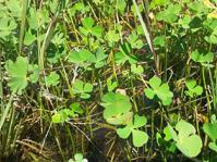 Marsilea schelpeana
