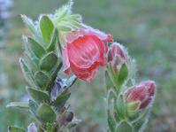 Orothamnus zeyheri