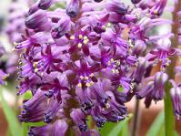 Ledebouria lepida