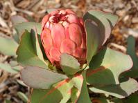 Protea grandiceps