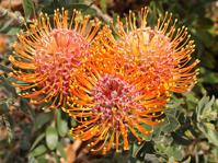 Leucospermum vestitum, orange-red flowerheads