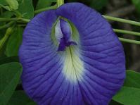 Clitoria ternatea var. ternatea (Geoff Nichols)