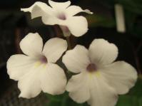 Streptocarpus meyeri