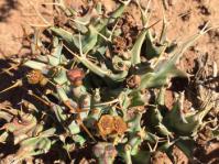 Euphorbia groenewaldii (Seloba Chuene)