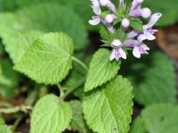 Stachys tubulosa