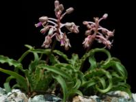 Ledebouria crispa (John N. Trager, Huntington Botanical Garden)