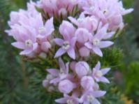 Phylica gnidioides