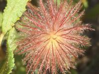 Triumfetta sonderi has attractive, bristly, hairy fruits. (Nicky van Berkel, iSpot)