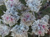 Trichocephalus stipularis flowerheads