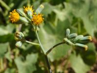 Senecio oxyriifolius has discoid, yellow flowerheads