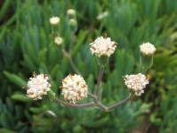 Small, discoid flowerheads in late winter, spring and early summer