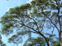 Vachellia kosiensis (Geoff Nichols)