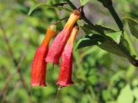 Halleria elliptica (Tony Rebelo, iSpot)