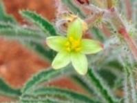 Jatropha zeyheri (Brenden Pienaar)