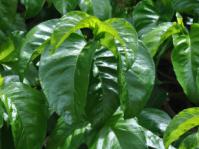 Vangueria esculenta