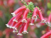 Erica discolor
