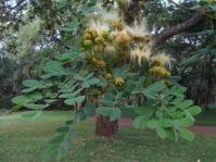 Albizia versicolor, leaves and flowers, Lowveld NBG. Photo Alice Notten