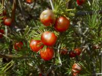 Asparagus microraphis (Geoff Nichols)