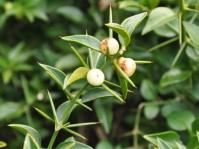 Azima tetracantha, spines and fruits. Photo Alice Notten