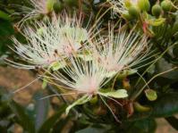 Capparis tomentosa (Graham Grieve, iSpot)